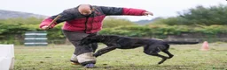 Pastor Holandés perros en venta: Camada Pastor Holandés FCI - Anuncio 3