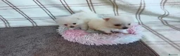 Pomerania perros en venta: POMERANIAS HEMBRITAS TOY - Anuncio 7