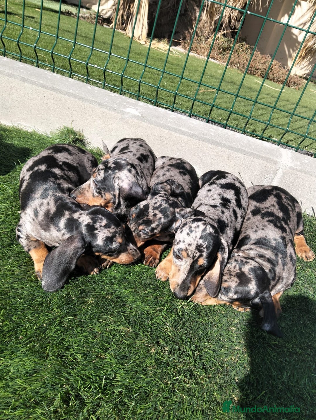 Teckel perros en venta: Teckel Arlequin - Imagen 3