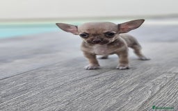 Chihuahua perros en venta: CHIHUAHUA MACHO - Imagen 6