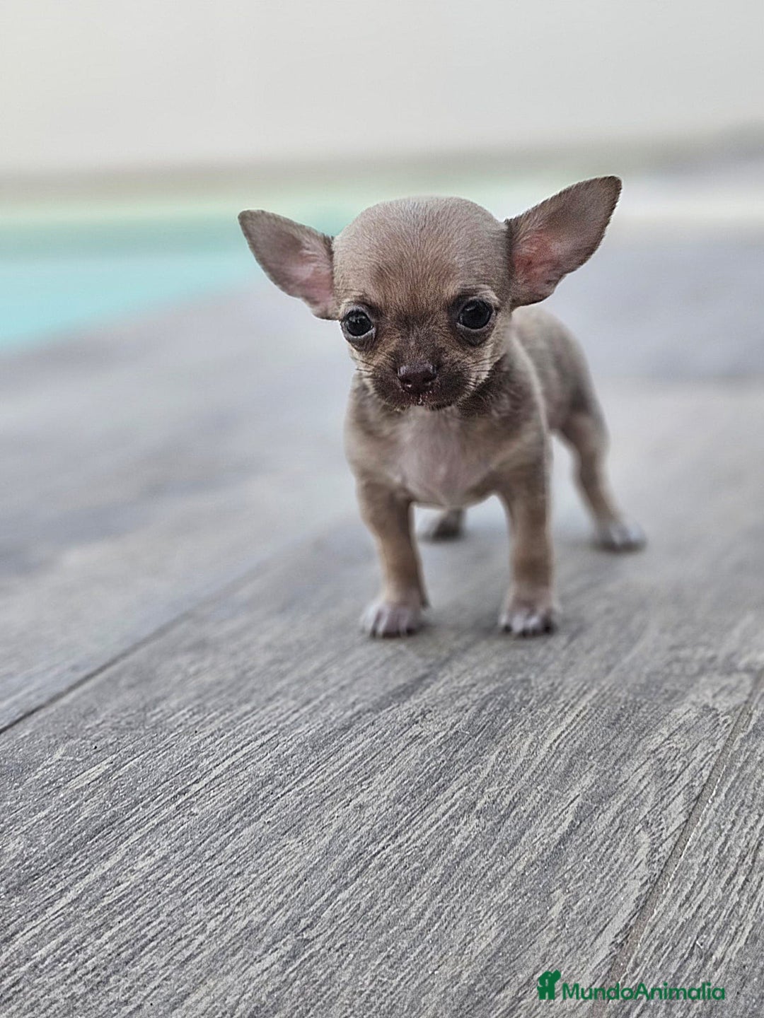 Chihuahua perros en venta: CHIHUAHUA MACHO - Imagen 6
