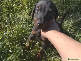 Dobermann perros Doberman europeo - Anuncio 1