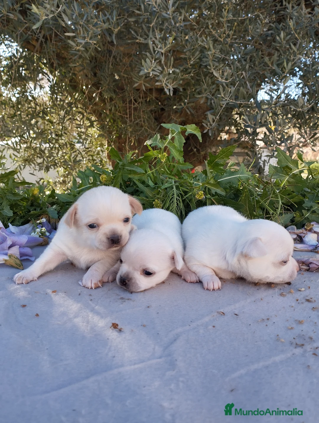 Chihuahua perros en venta: Chihuahuas Toy Cabeza de manzana - Anuncio 1