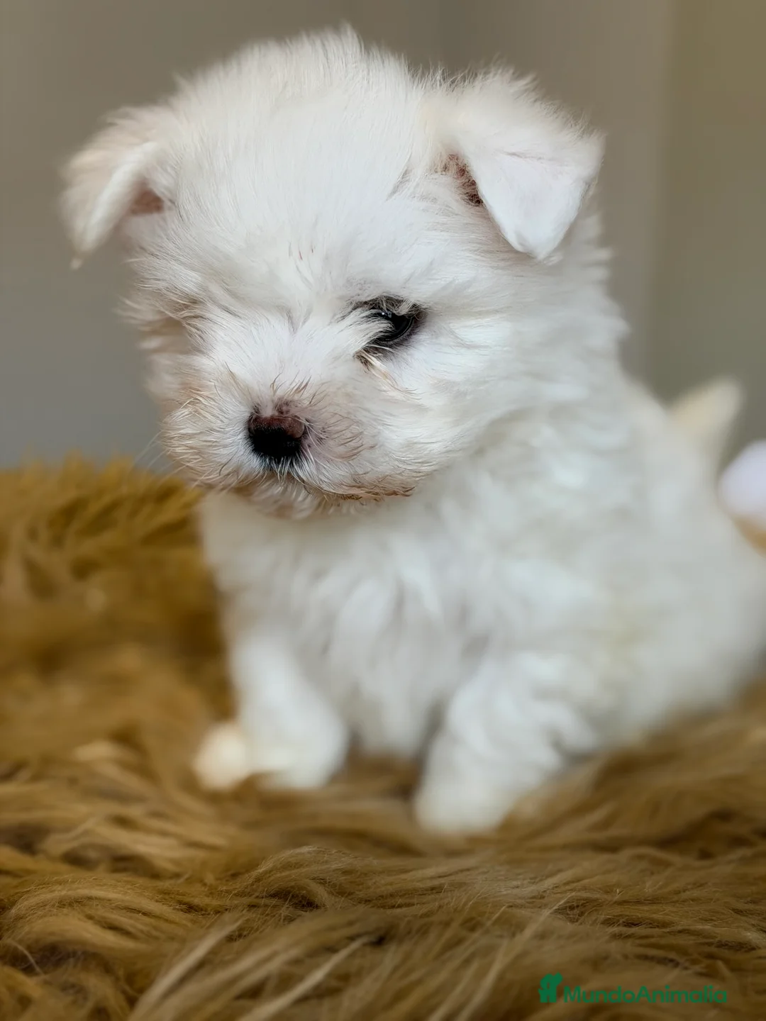 Bichón Maltés perros en venta: Bichon Maltes americano  - Anuncio 1