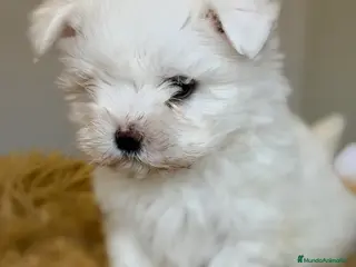 Bichón Maltés perros Bichon Maltes americano - Anuncio 6