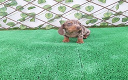 Teckel Miniatura perros en venta: TECKEL MINI ARLEQUIN CHOCOLATE  - Imagen 2