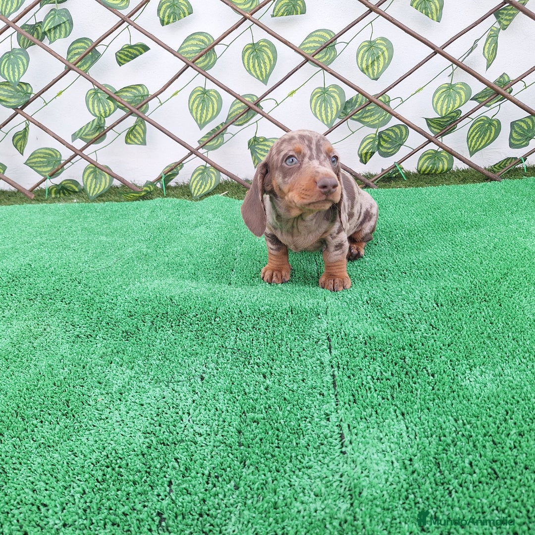 Teckel Miniatura perros en venta: TECKEL MINI ARLEQUIN CHOCOLATE  - Imagen 2