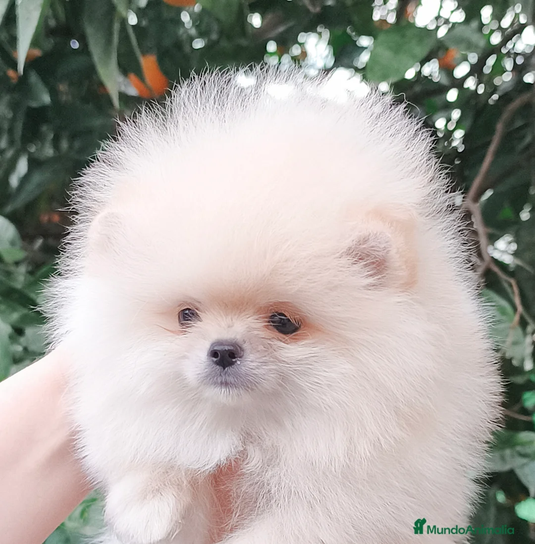 Pomerania perros en venta: Pomerania línea coreana  - Anuncio 1