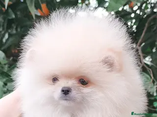 Pomerania perros Pomerania línea coreana - Anuncio 1