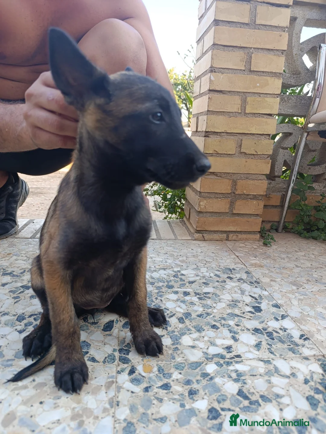 Pastor Belga Malinois perros en venta: Disponible 1 hembra de Pastor belga Malinois  - Anuncio 1