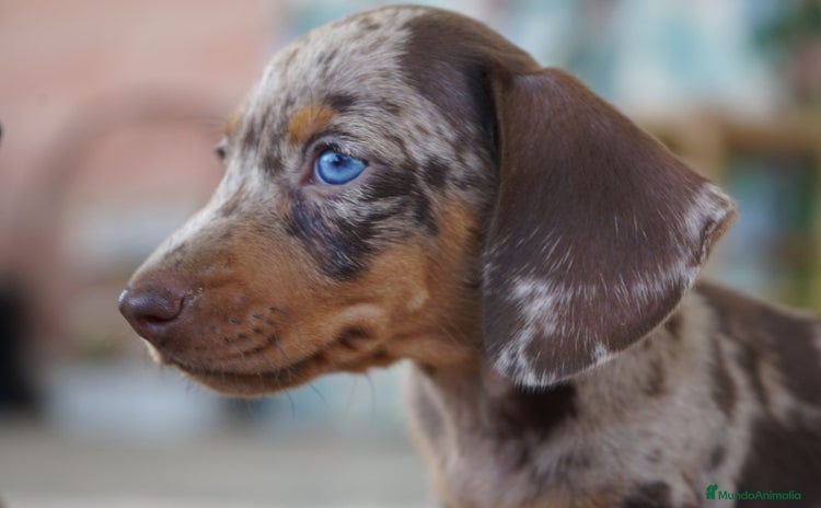 Teckel Miniatura perros - Anuncio 4