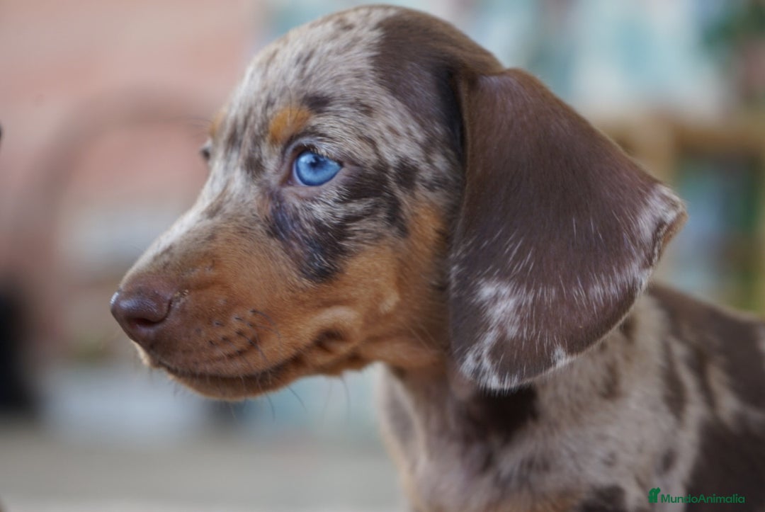 Teckel Miniatura perros en venta: 🌟 Frisco – Dulzura y elegancia en miniatura 🌟 - Imagen 1