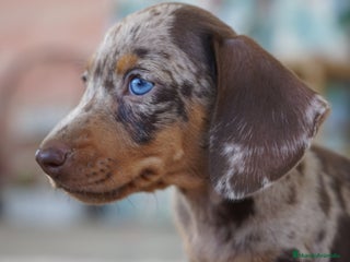 Teckel Miniatura perros - Anuncio 13