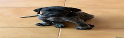 Braco Alemán de Pelo Corto perros en venta: Camada Braco Alemán  - Anuncio 7