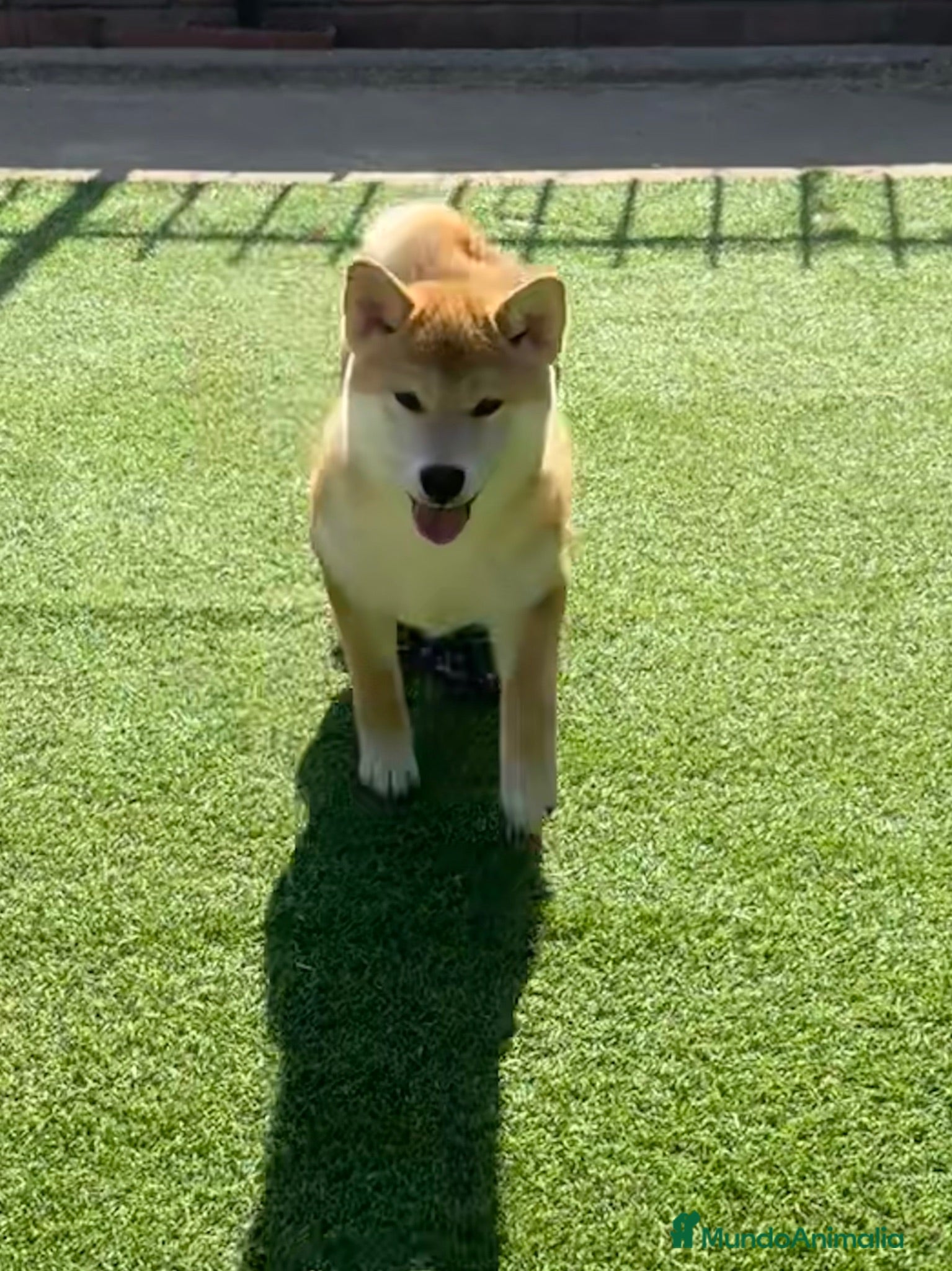 Shiba Inu perros Shiba Inu  - Anuncio 1