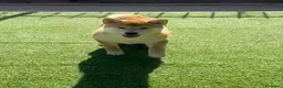 Shiba Inu perros en venta: Shiba Inu  - Anuncio 1