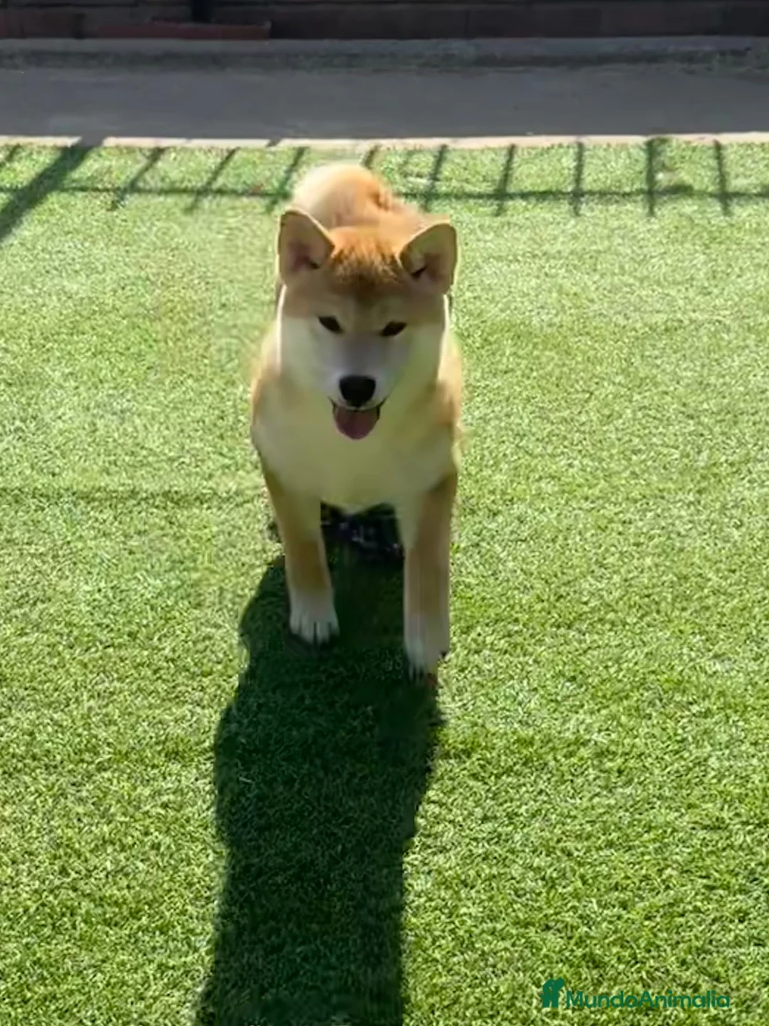 Shiba Inu perros en venta: Shiba Inu  - Anuncio 1