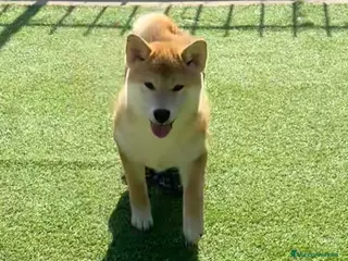 Shiba Inu perros Shiba Inu - Anuncio 1