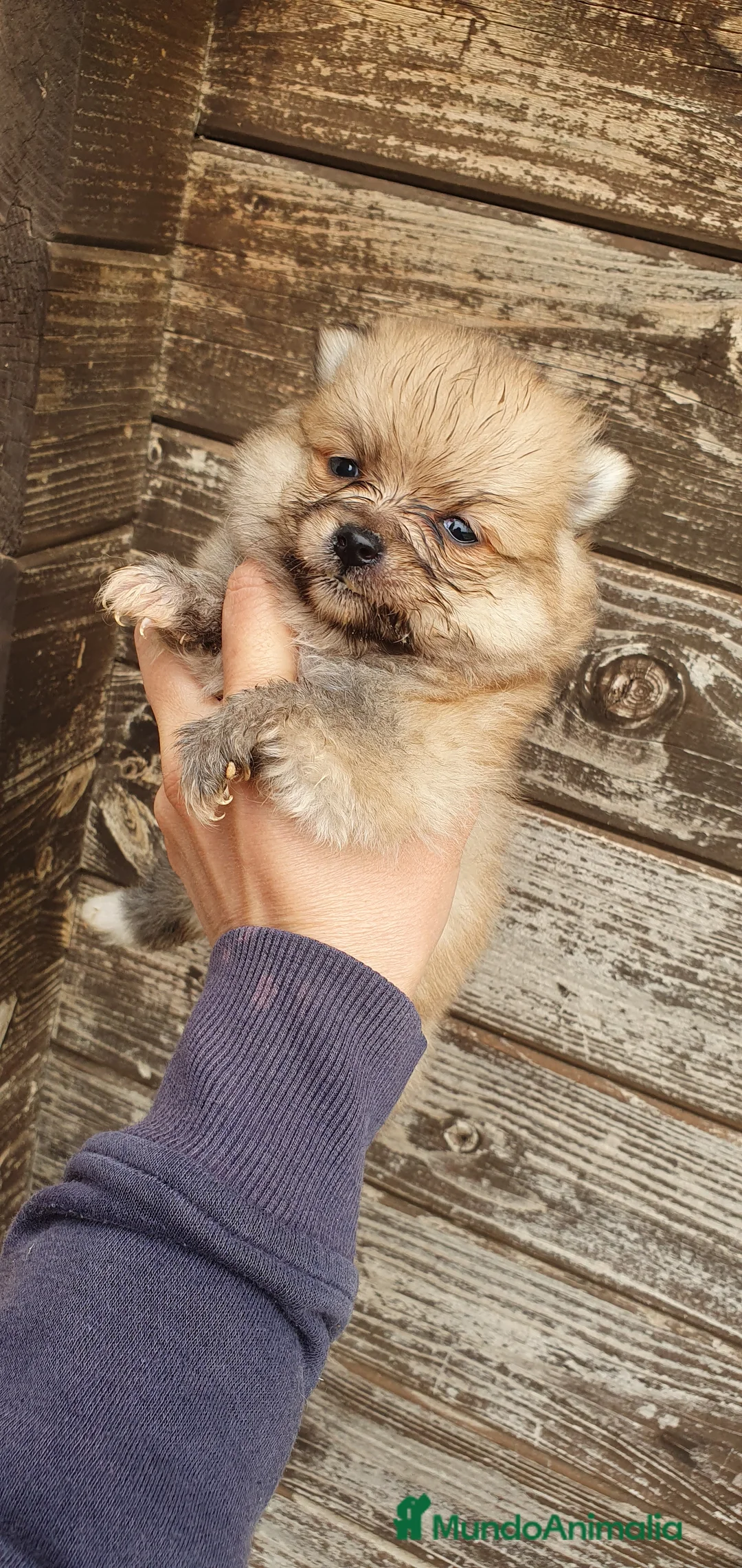 Pomerania perros en venta: Pomeranias Mini Preciosos  - Anuncio 11