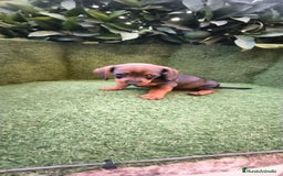 Teckel Miniatura perros en venta:  teckel miniatura  color jabali - Imagen 11