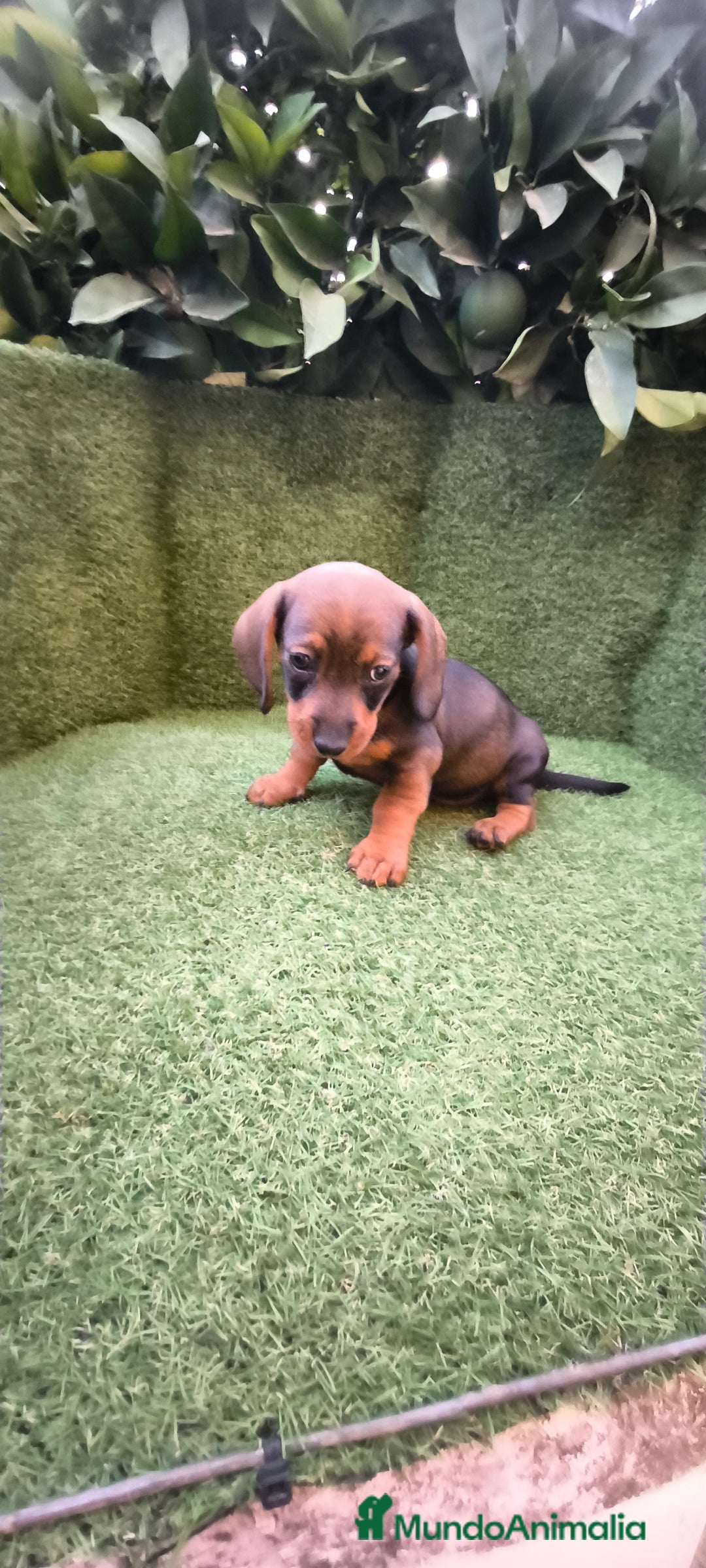 Teckel Miniatura perros en venta:  teckel miniatura  color jabali - Imagen 11