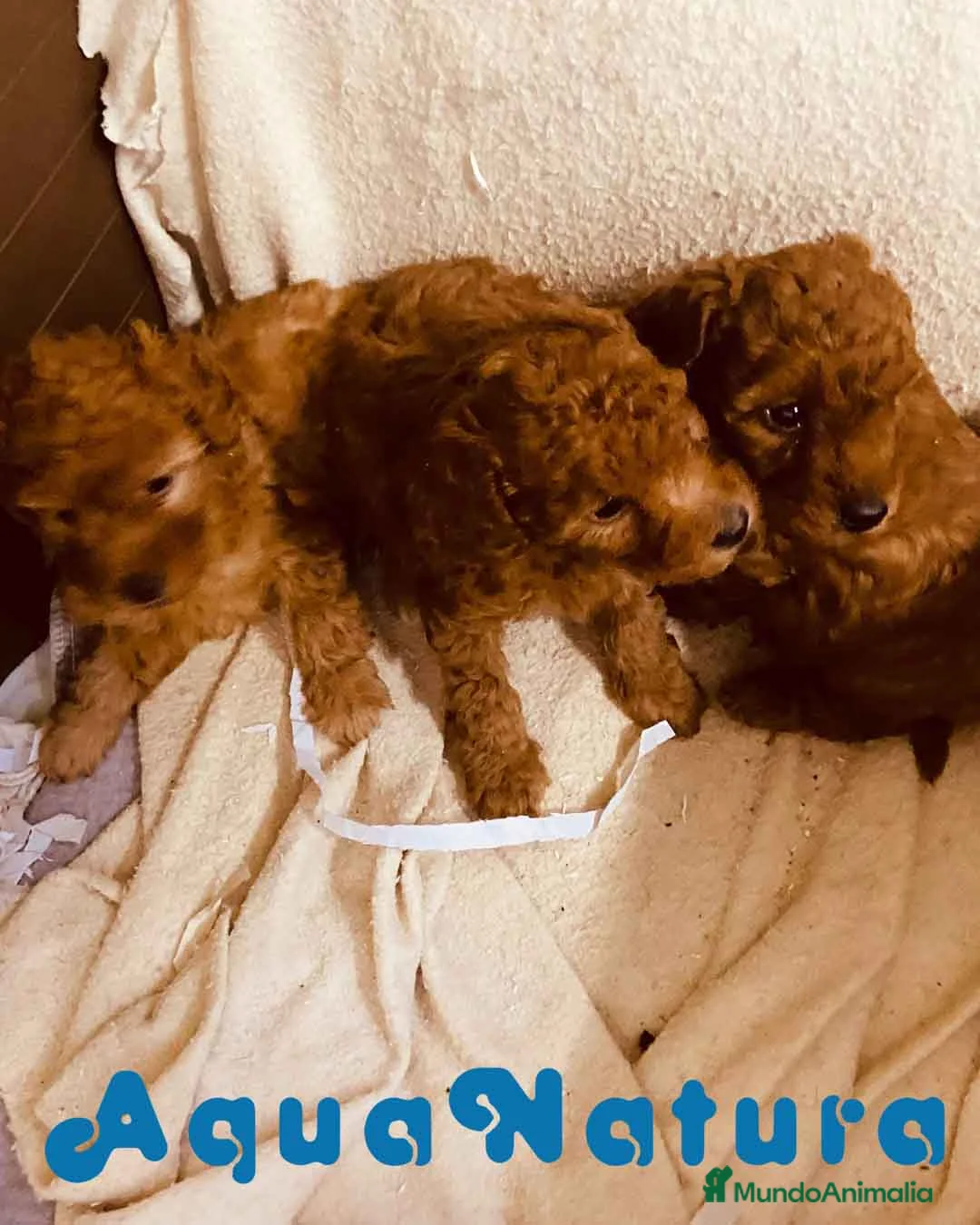 Caniche Toy perros en venta: Camada Caniche de Barbie y Can - AQUANATURA en Barcelona - Anuncio 2