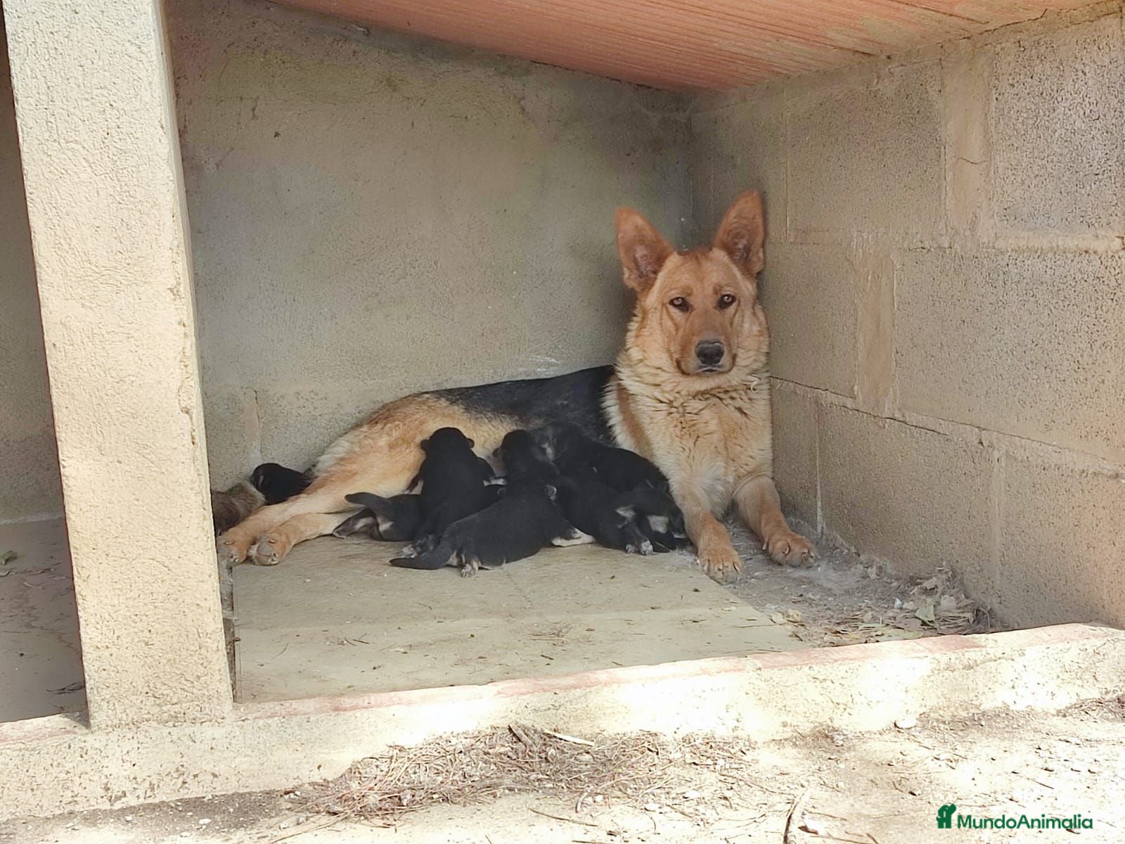 Pastor Alemán perros PRECIOSOS CACHORROS PASTOR ALEMÁN  - Anuncio 1