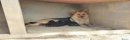Pastor Alemán perros en venta: PRECIOSOS CACHORROS PASTOR ALEMÁN  - Anuncio 1