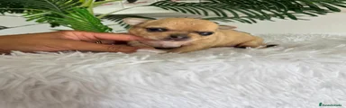 Chihuahua 2