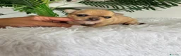 Chihuahua perros en venta: CHIHUAHUA  - Anuncio 9