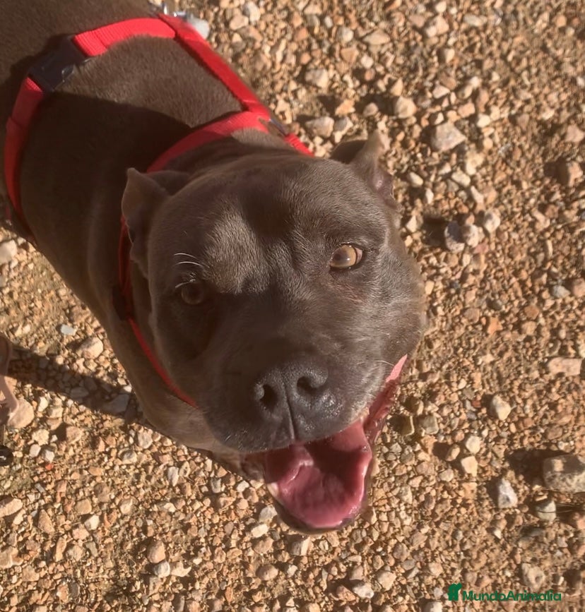 Staffordshire Bull Terrier perros MANÉ ❤️ en Adopción  - Anuncio 1