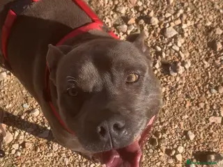 Staffordshire Bull Terrier perros MANÉ ❤️ en Adopción - Anuncio 1