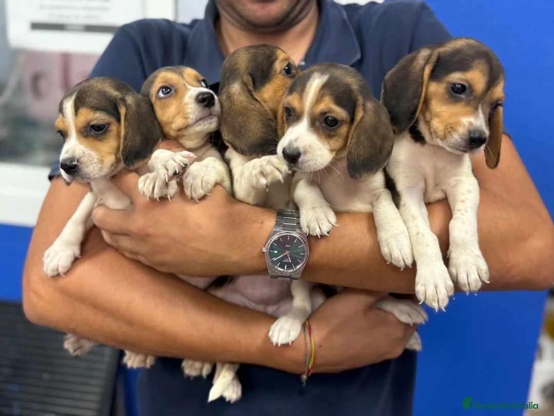 Beagle perros en venta: Cachorros Beagle 500€ ¡PRECIO REAL! VALENCIA - Anuncio 6