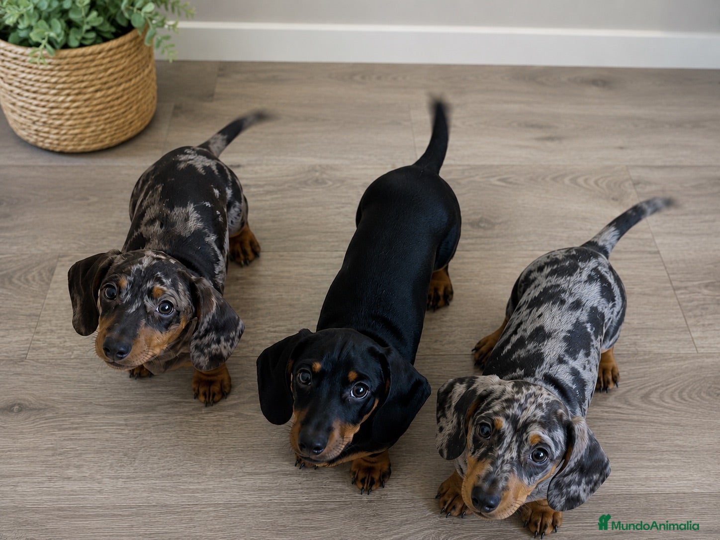 Teckel Miniatura perros Preciosos teckel miniatura arlequin/negro fuego🩶 - Anuncio 1