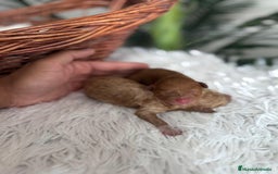 Caniche Toy perros en venta: CANICHE TOY HEMBRA. ENVIOS A TODA ESPAÑA - Imagen 17