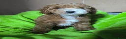 Caniche Toy perros en venta: Cachorro Caniche toy  - Anuncio 3