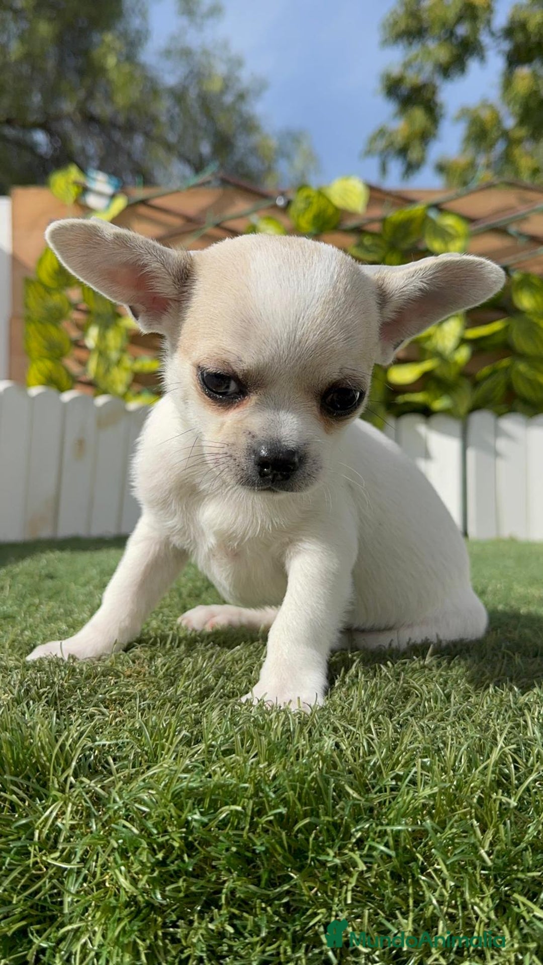 Chihuahua perros en venta: CHIHUAHUA MACHO - Imagen 20
