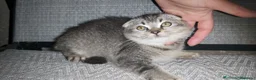 Scottish Fold gatos en venta: Lindo Scottish fold lineas chinchila - Anuncio 3