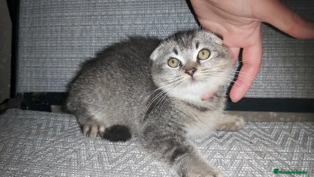 Scottish Fold gatos en venta: Lindo Scottish fold lineas chinchila - Anuncio 3