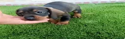 Teckel perros en venta: Teckel macho en Granada - Anuncio 1