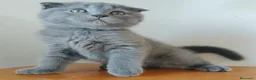 Scottish Fold gatos en venta: Scottish fold - Anuncio 3