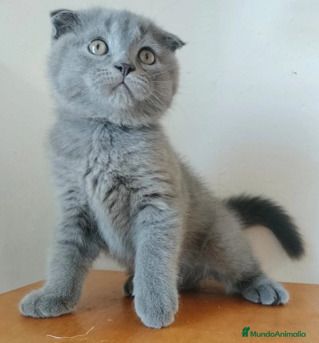Scottish Fold gatos en venta: Scottish fold - Anuncio 3