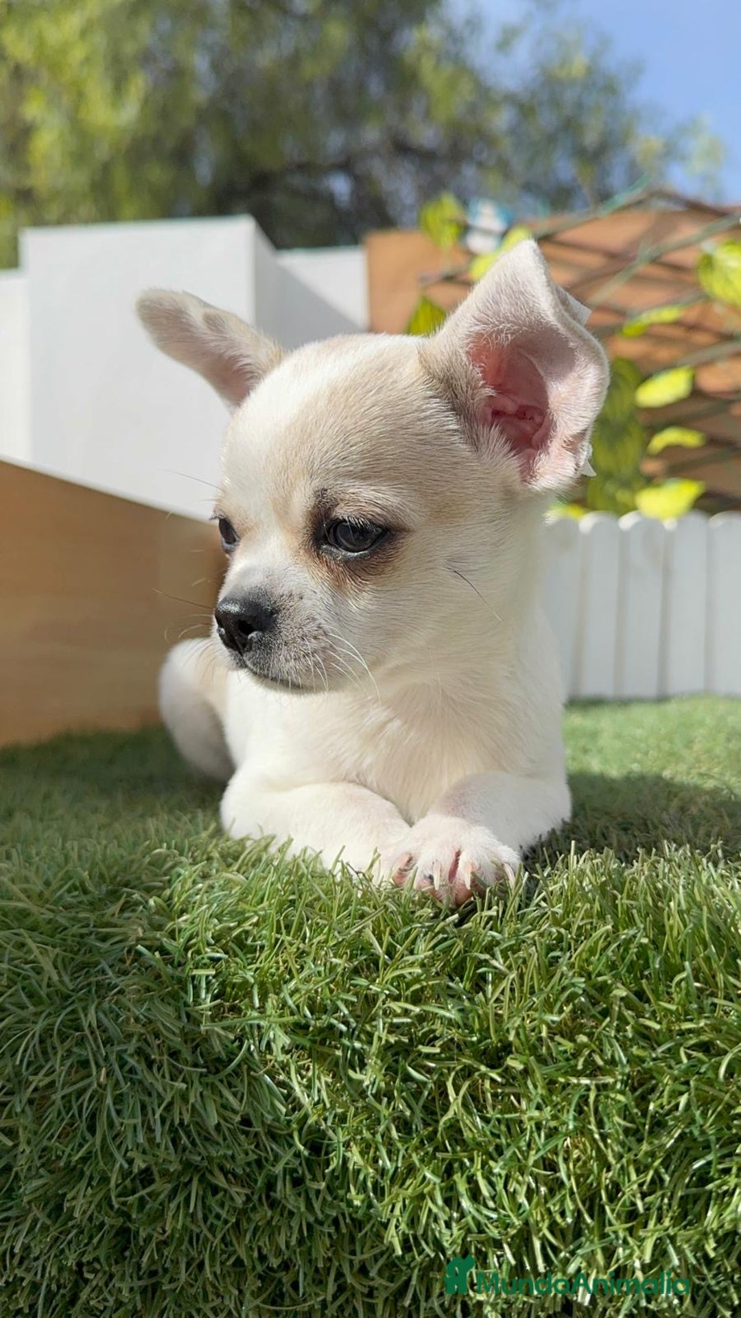 Chihuahua perros en venta: CHIHUAHUA MACHO - Imagen 3