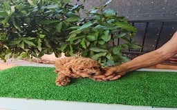 Caniche Toy perros en venta: Caniches toy - Imagen 15