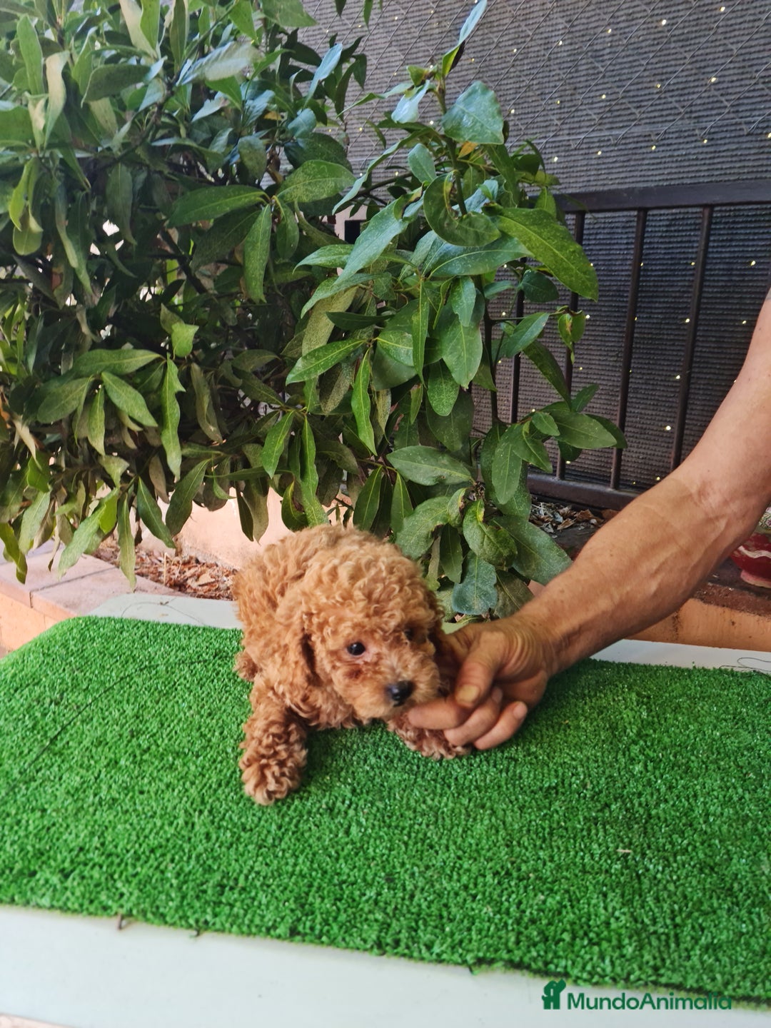 Caniche Toy perros en venta: Caniches toy - Imagen 15