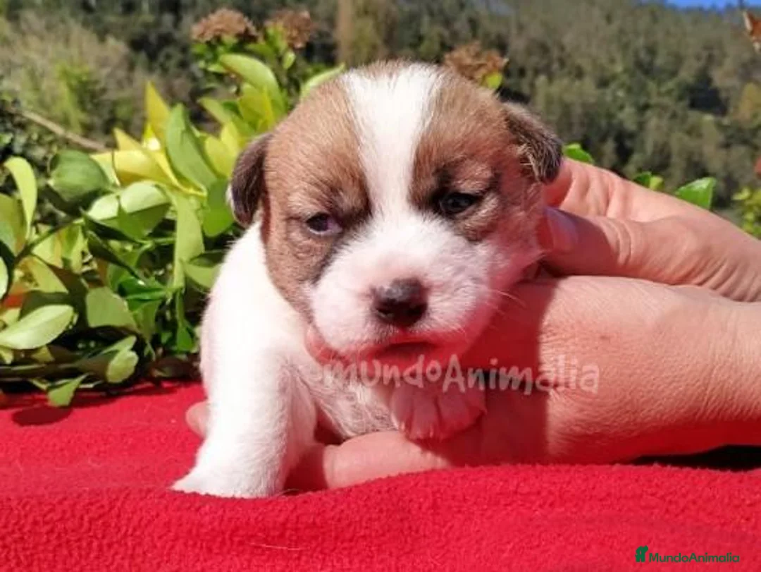 Imagen de galería {{count}}