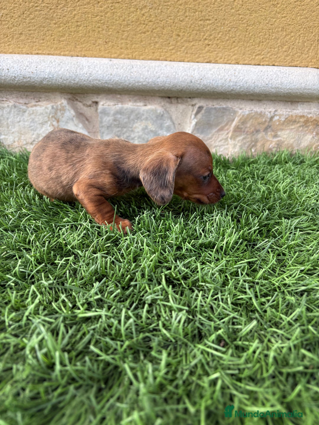 Teckel Miniatura perros en venta: Teckel Kaninchen macho Merle chocolate diluido  - Anuncio 13