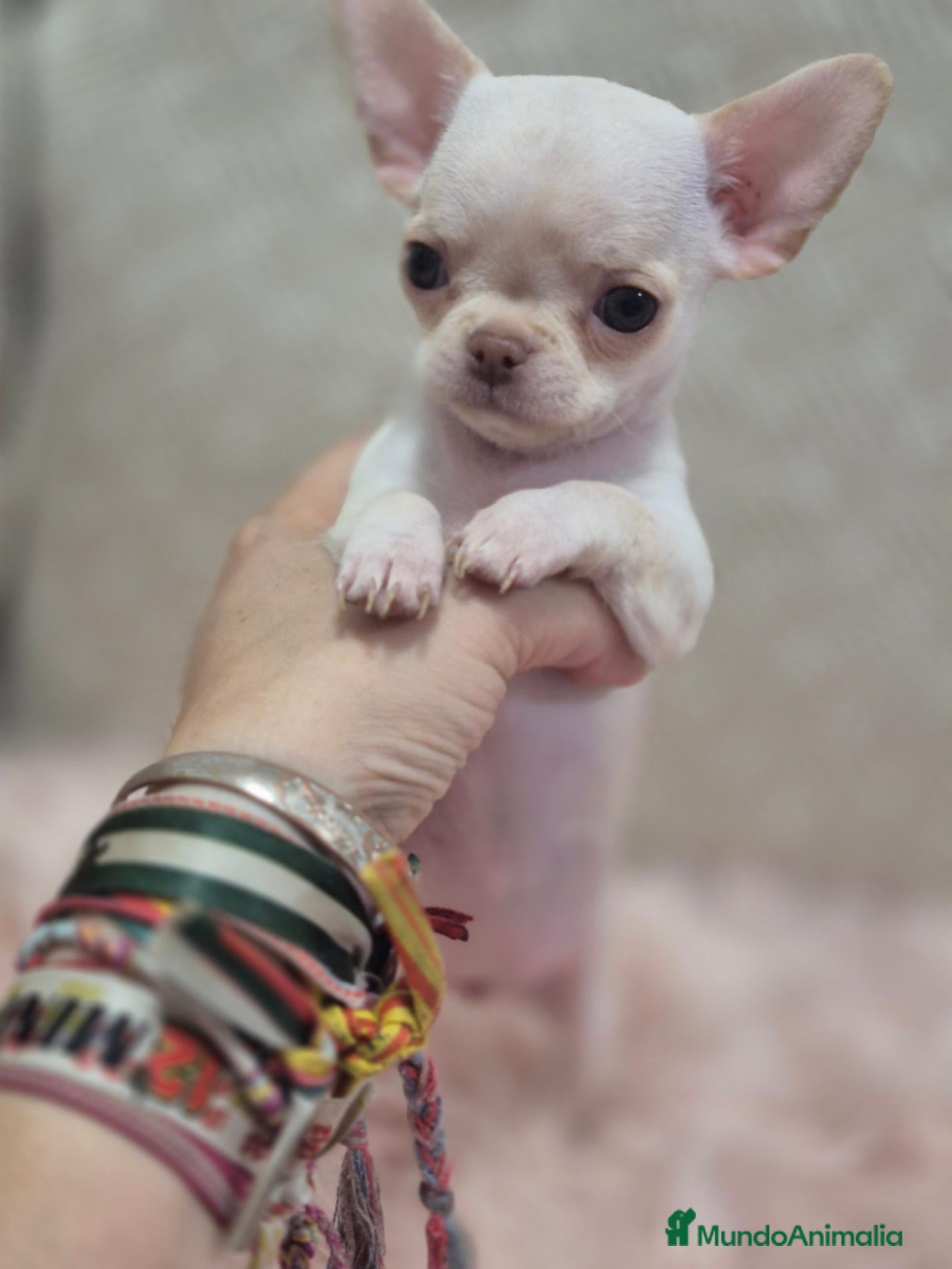 Chihuahua perros Chihuahuas - Anuncio 1