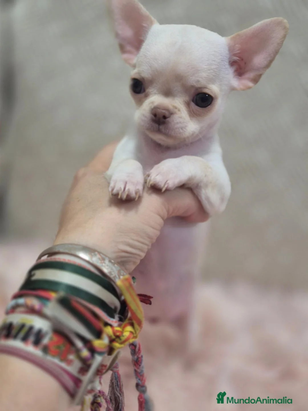 Chihuahua perros en venta: Chihuahuas - Anuncio 1
