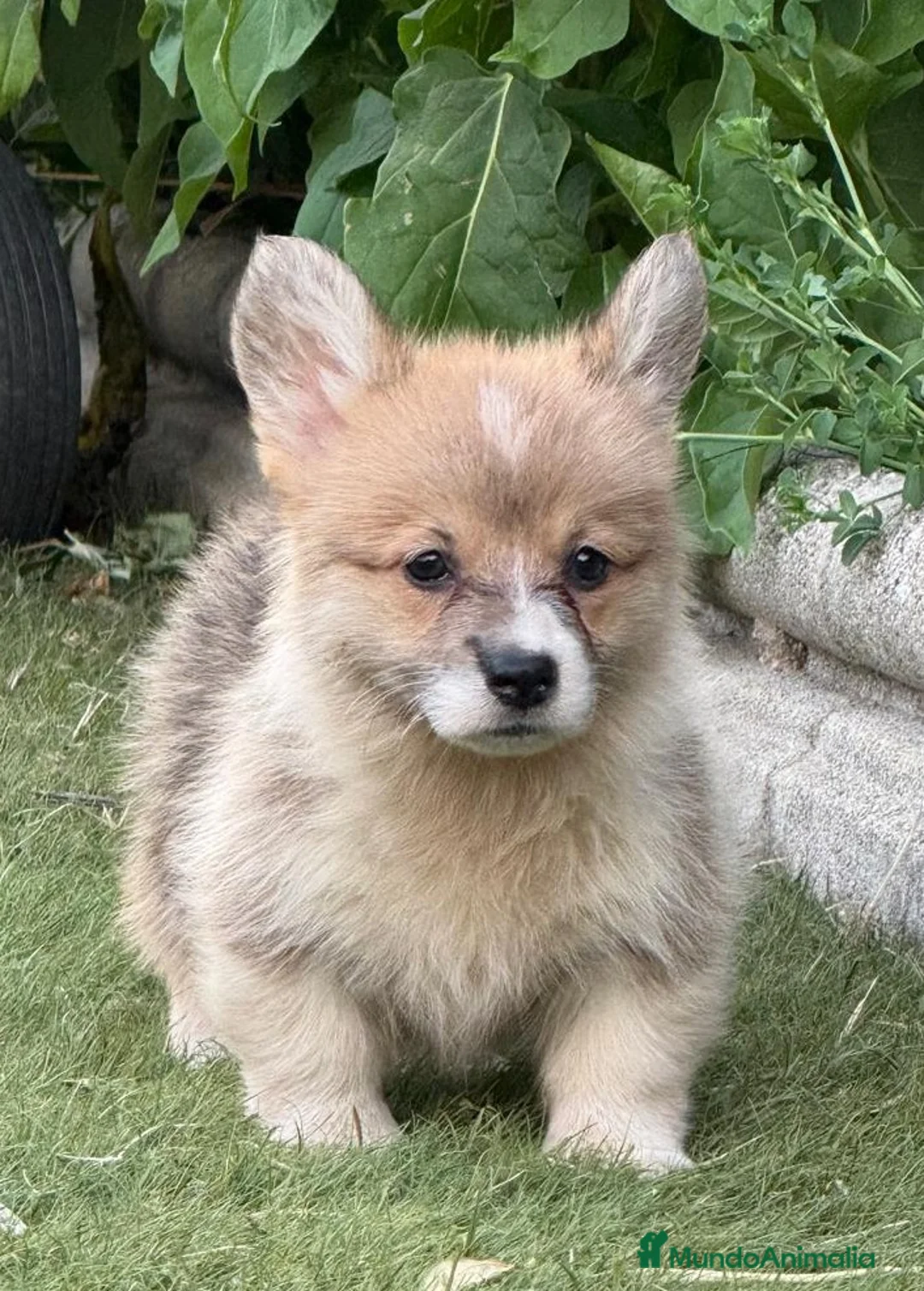 Welsh Corgi Pembroke perros en venta: Corgi pembroke excepcional  - Anuncio 7